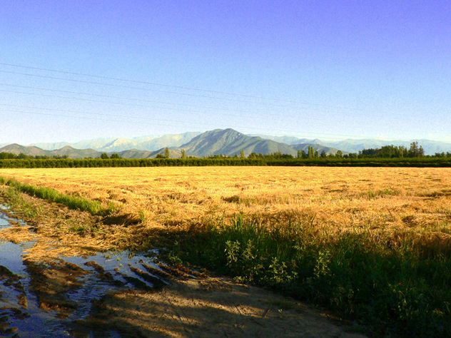 Campos