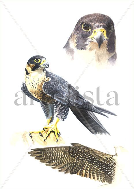 Halcón peregrino