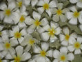 PLUMERIA ALBA