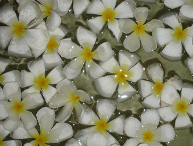 PLUMERIA ALBA Naturaleza Color (Digital)