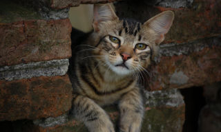Expresividad Felina - Gatos