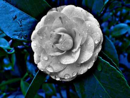 Flor