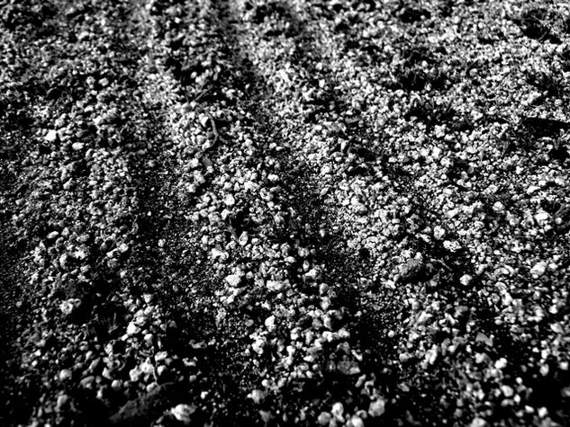 Líneas Naturaleza Blanco y Negro (Digital)