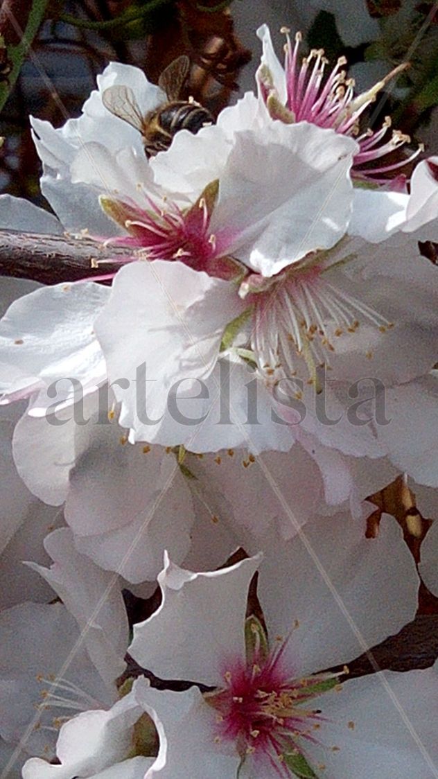 Renacimiento