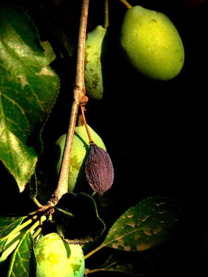 Fruta Seca Nature Color (Digital)