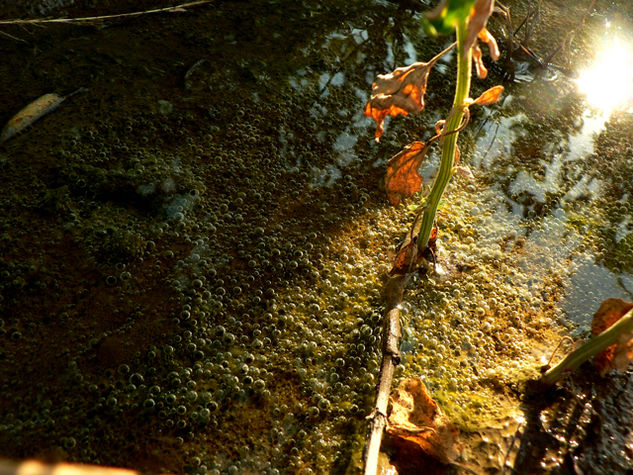 Agua Nature Color (Digital)