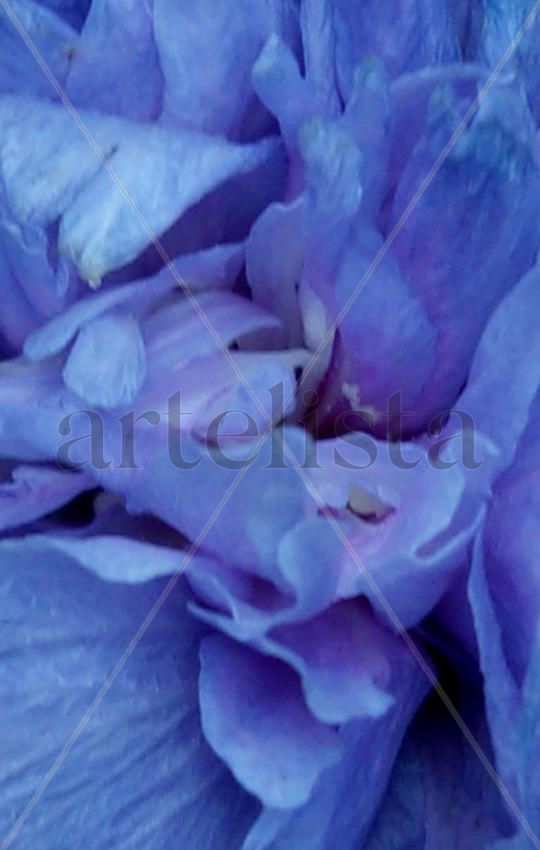 PURPLE CURLY
