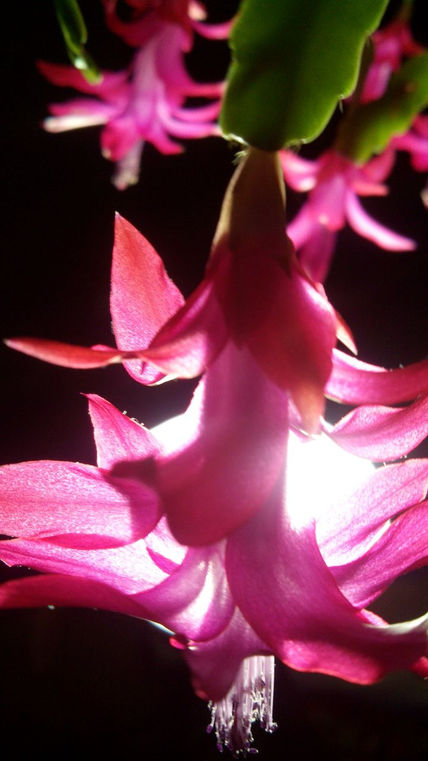 Flor de luz
