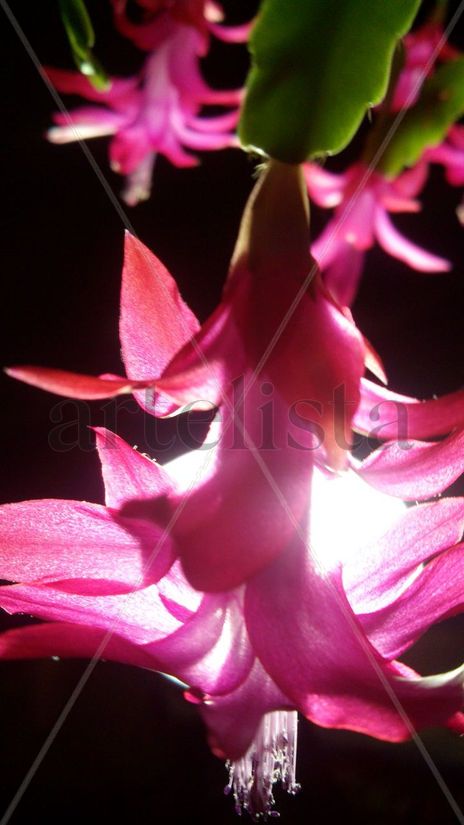 Flor de luz