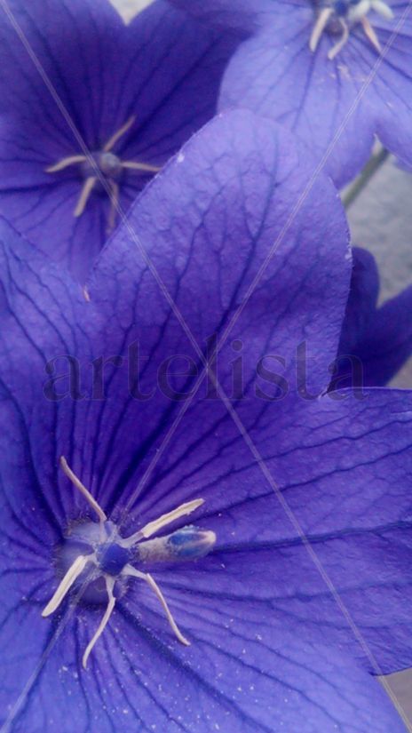 Insect