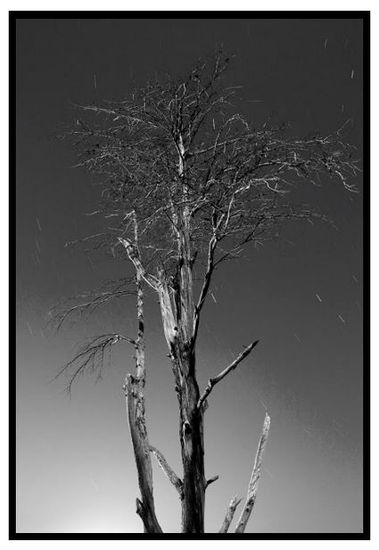 tree and stars Naturaleza Blanco y Negro (Digital)