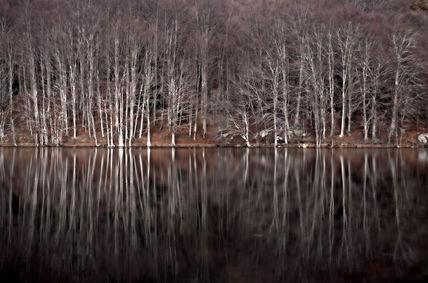 Reflexes