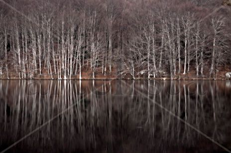 Reflexes