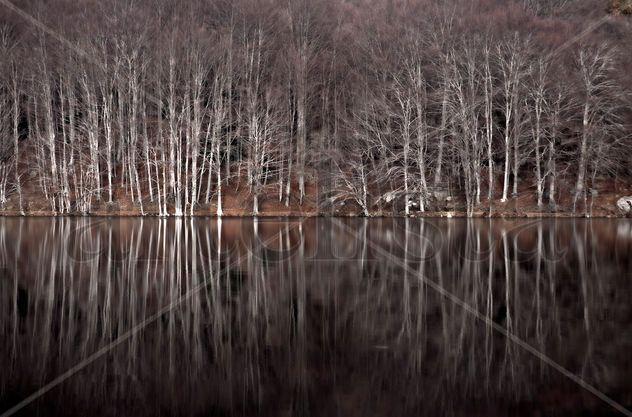 REFLEXES