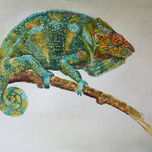 chameleons thumbnail 1