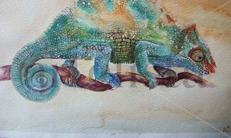 chameleons