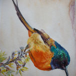 birds thumbnail 2