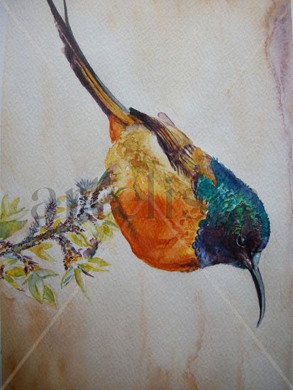 Bird. Hummingbird Acuarela Papel Animales