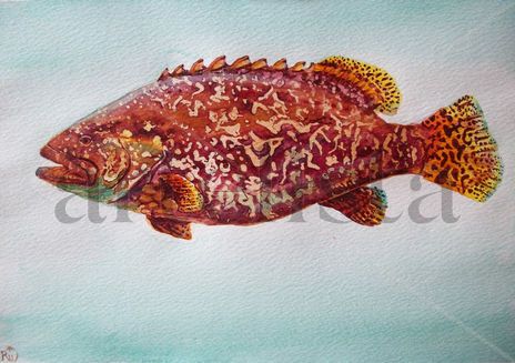 Fish. Grouper fish