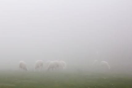 Ovejitas en la niebla