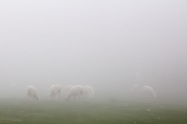 ovejitas en la niebla