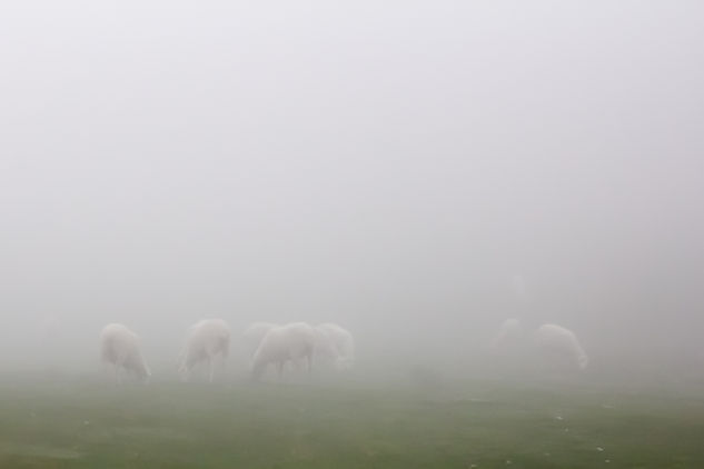 ovejitas en la niebla Naturaleza Color (Digital)