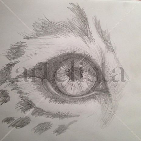 Eye of the tiger