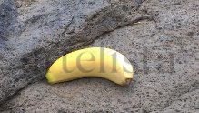 el misterio del platano