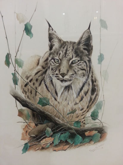 lince Acuarela Tabla Animales