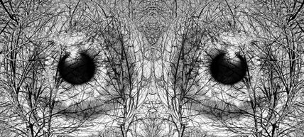 Look the trees