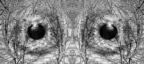 Look the trees