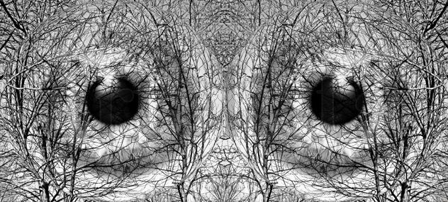 Look the trees