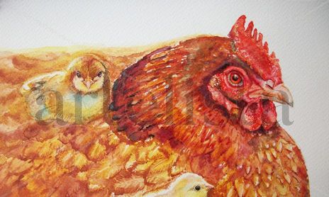 birds