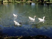 Patos 2