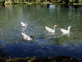 patos 2 Nature Color (Digital)