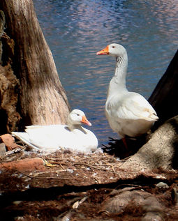 patos 3 Nature Color (Digital)