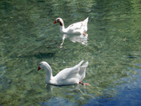 Patos 4