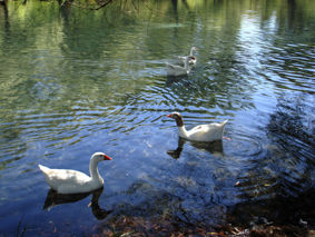 patos 5 Nature Color (Digital)