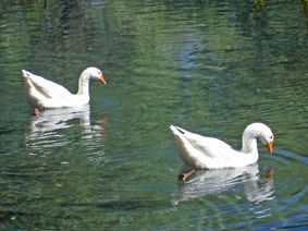 patos 6 Nature Color (Digital)