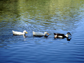 patos 7 Naturaleza Color (Digital)