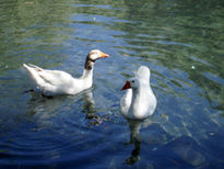 Patos 8