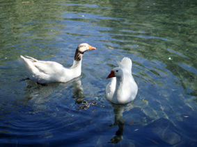 patos 8 Nature Color (Digital)