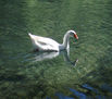 patos 9
