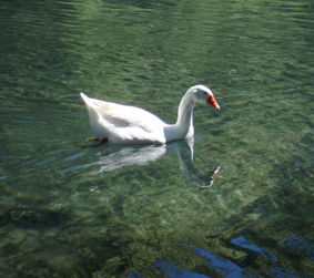 patos 9