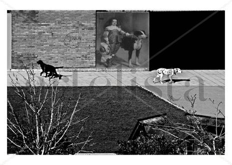 3 perros