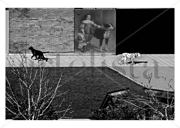3 perros