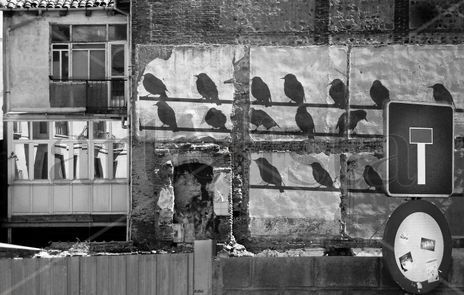 Birds wall