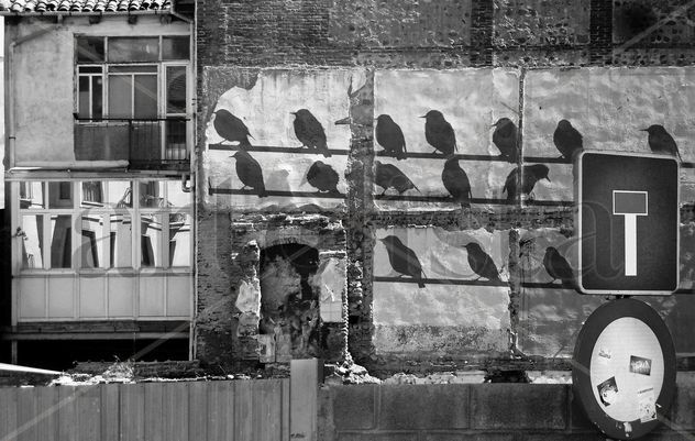 Birds wall