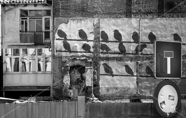 Birds wall Conceptual/Abstract Black and White (Digital)