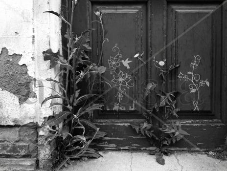Colibrí door